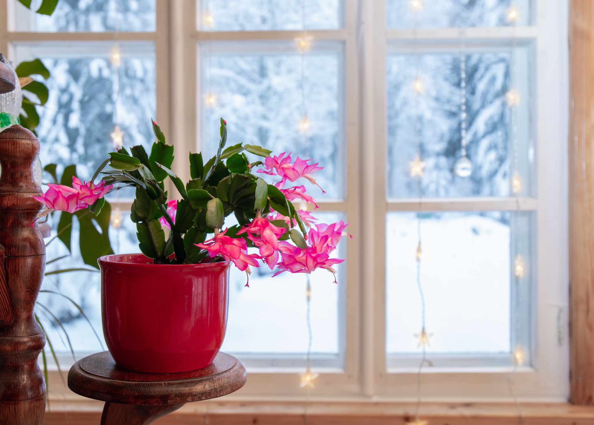 Prickly Pear vs. Christmas Cactus: What is the Distinction?